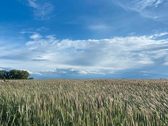 Land for sale in Wetaskiwin, Alberta