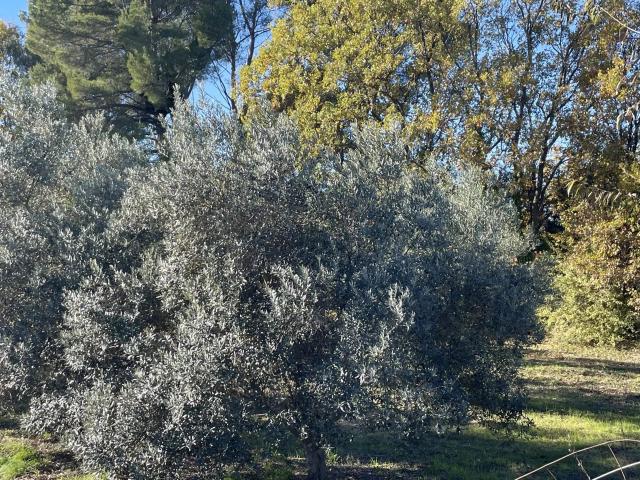 Terrain vente à Arrondissement de Draguignan, Lorgues