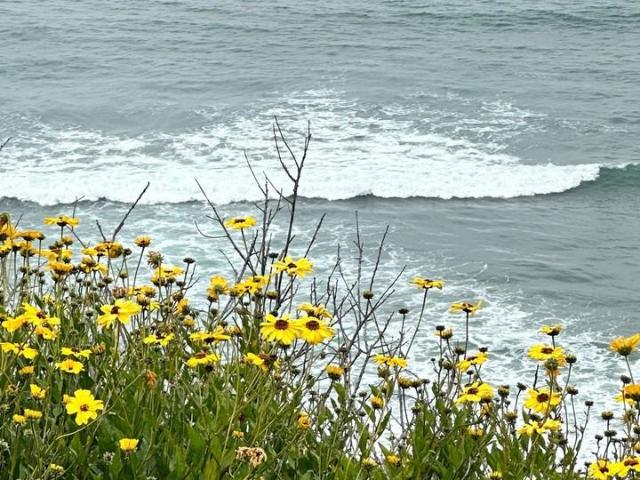 Apartment for rent in Del Mar, California