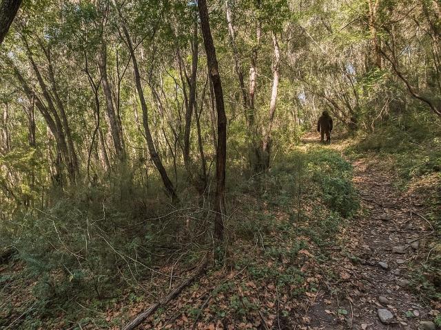 Land for sale in Felton