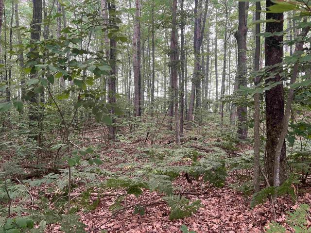 Land for sale in Clare, Michigan