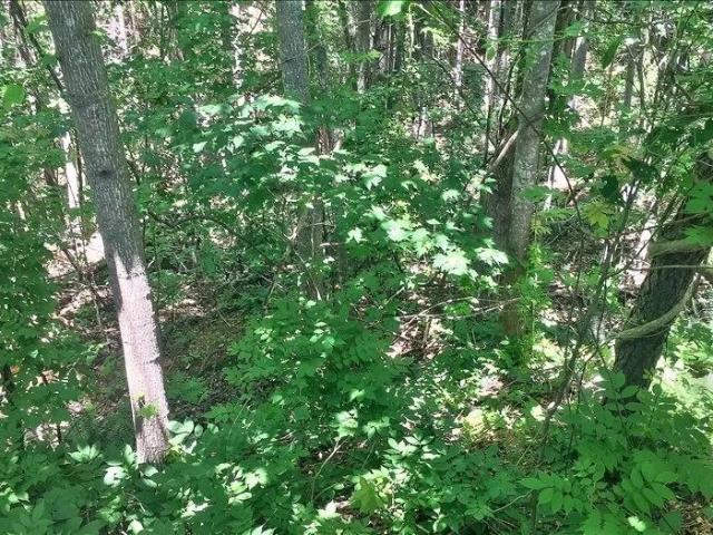 Land for sale in Jasper, Pickens County