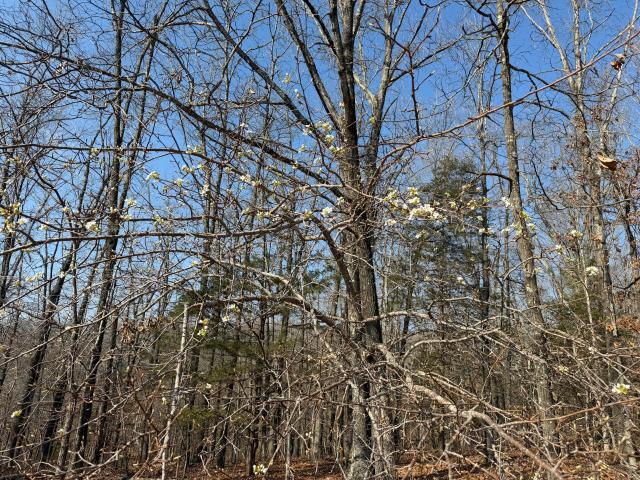 Land for sale in Stone, Missouri