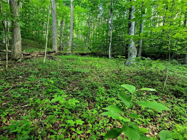 Land for sale in Todd, North Carolina