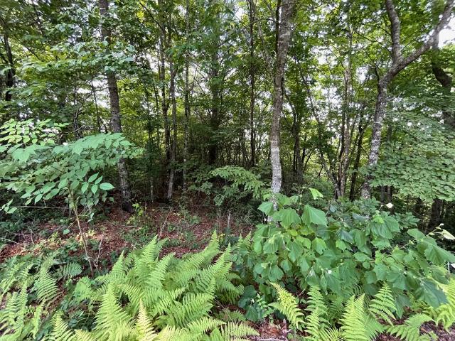 Land for sale in Hiawassee, Georgia