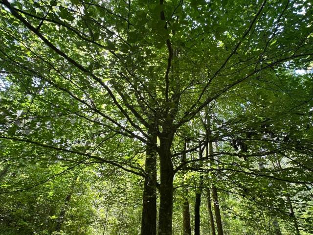 Land for sale in Tignall, Georgia
