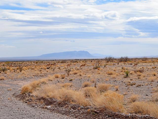 Land for sale in New Mexico