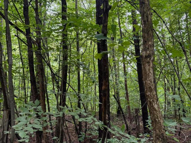 Land for sale in Granville, North Carolina