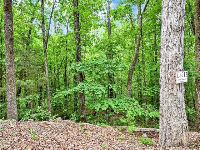 Land for sale in Falkville, Alabama