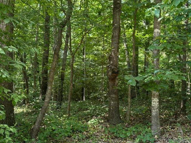 Land for sale in Lavonia, Georgia