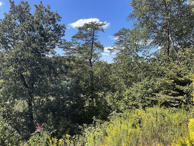 Land for sale in Russell Springs, Kentucky