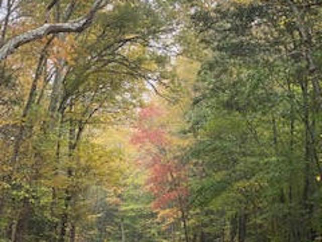 Land for sale in Dingmans Ferry, Pennsylvania
