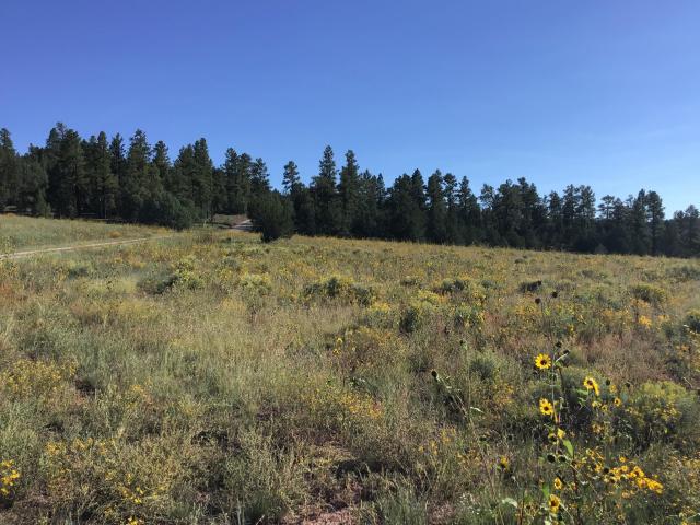 Land for sale in Ramah, New Mexico