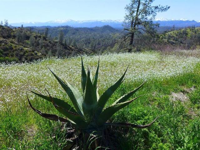 Land for sale in Shasta, California