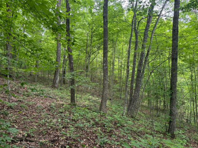 Land for sale in Beattyville, Kentucky