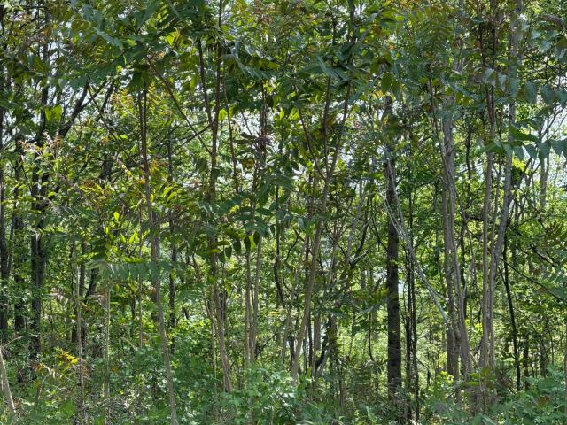 Land for sale in Tennessee