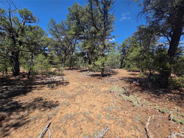 Land for sale in Los Ojos, New Mexico