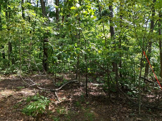 Land for sale in Clarkesville, Georgia