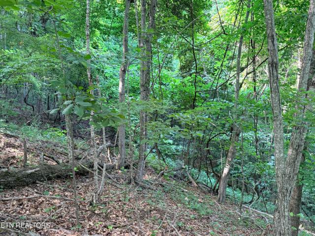 Land for sale in Tennessee