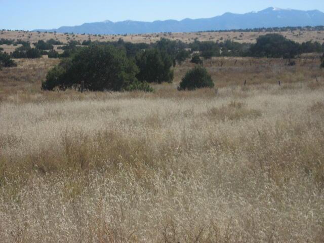Land for sale in Magdalena, New Mexico