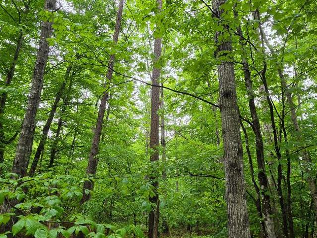 Land for sale in Virginia