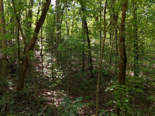 Land for sale in Clarkesville, Habersham County