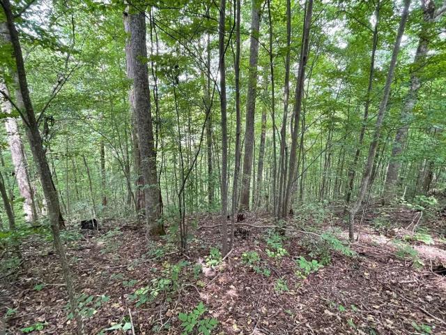 Land for sale in Hiawassee, Georgia