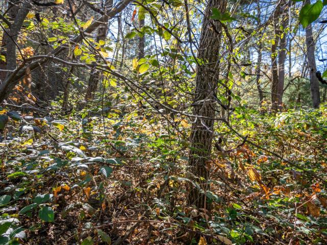 Land for sale in Mauston, Wisconsin