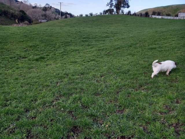 Property for sale in Otorohanga, Waikato