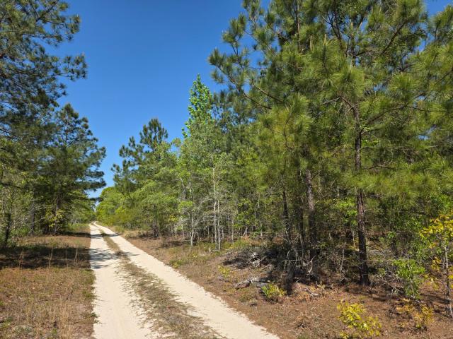 Land for sale in Williston, South Carolina