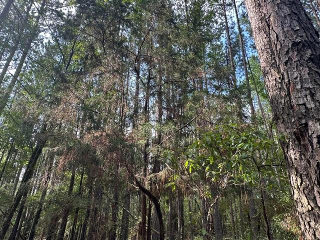 Land for sale in Parksville, South Carolina