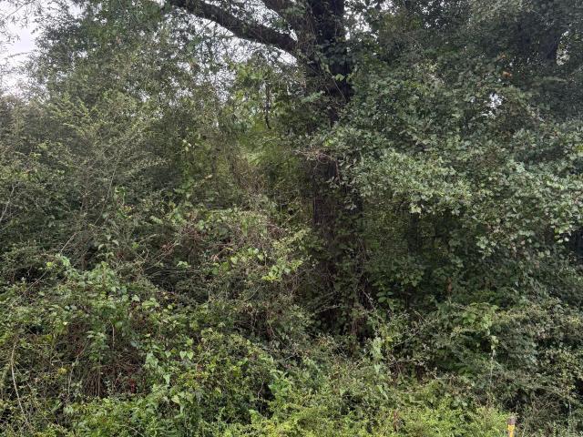Land for sale in Davisboro, Georgia