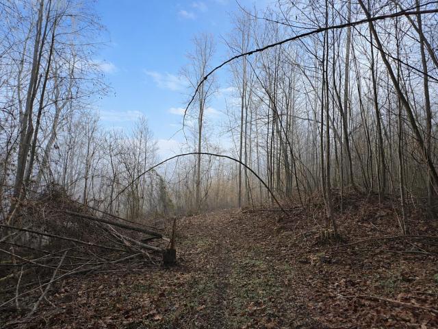 Land for sale in Monticello, Kentucky
