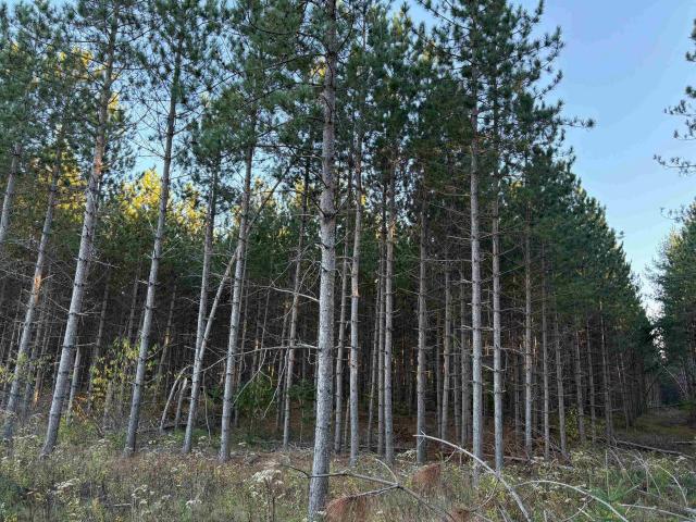 Land for sale in Pelican Lake, Wisconsin