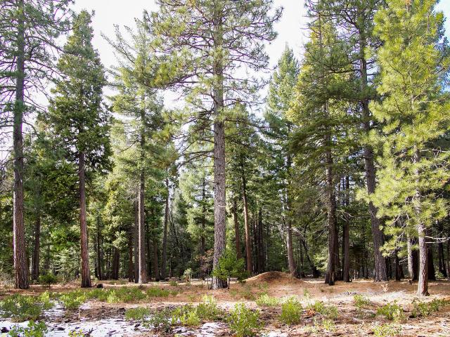 Land for sale in Shasta, California