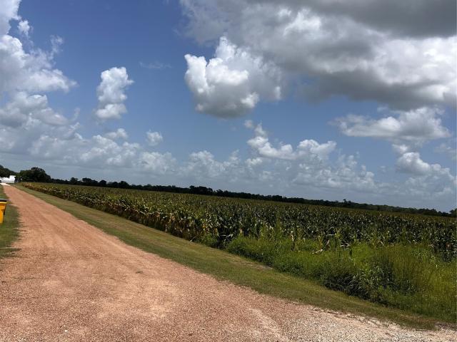 Land for sale in Wallis, Texas
