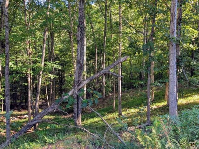 Land for sale in Blue Ridge, Fannin County