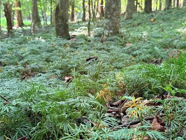 Land for sale in Jasper, Pickens County