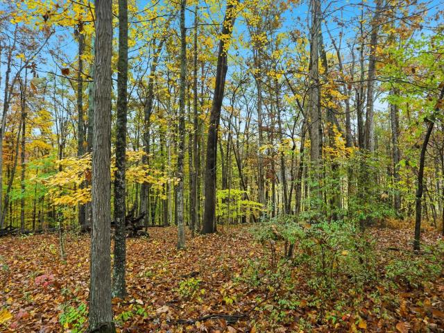 Land for sale in Nashville, Indiana