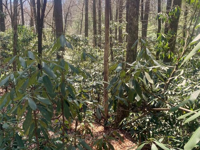 Land for sale in Transylvania, North Carolina