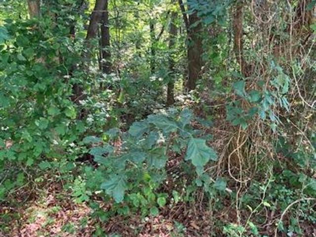 Land for sale in Virginia