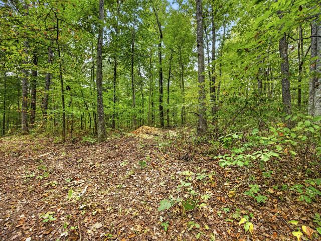 Land for sale in Neely Crossroads, Celina