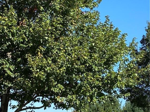 Land for sale in Alleghany, North Carolina
