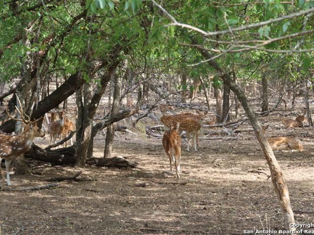 Land for sale in Bandera