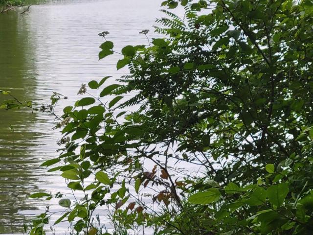 Land for sale in Macon, North Carolina