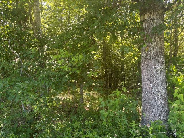 Land for sale in Tennessee