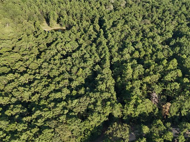 Land for sale in Polk, Texas