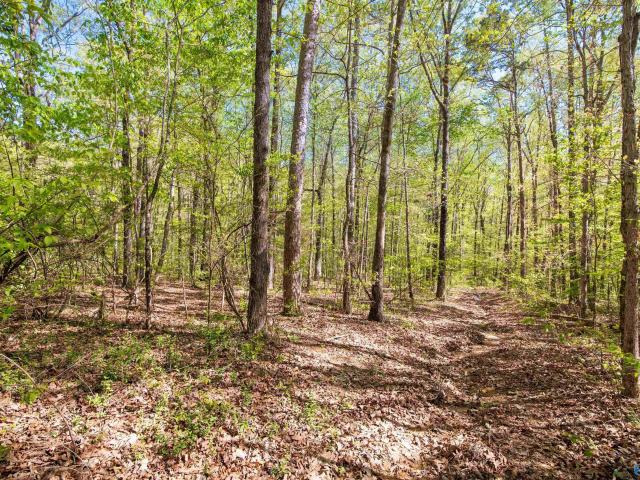 Land for sale in Moulton, Alabama