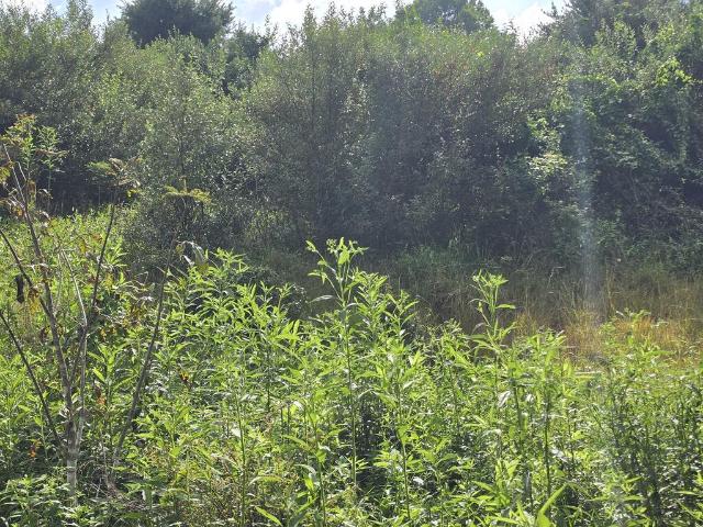 Land for sale in Virginia