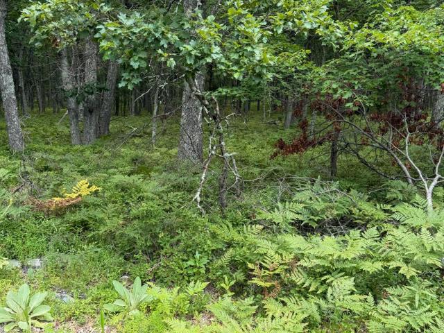 Land for sale in Dingmans Ferry, Pennsylvania